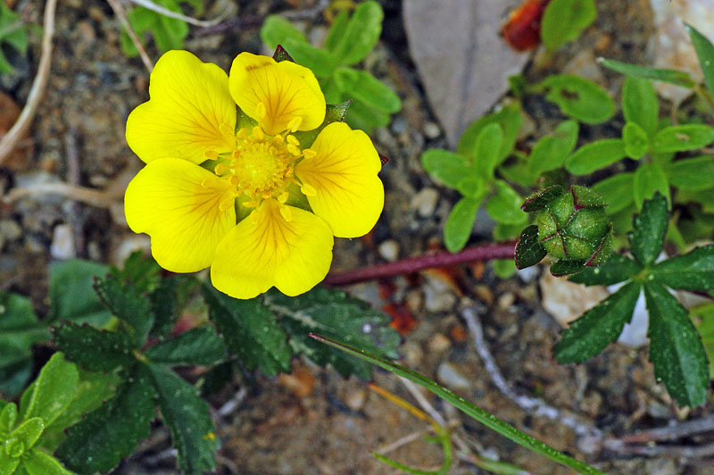 Potentilla reptans